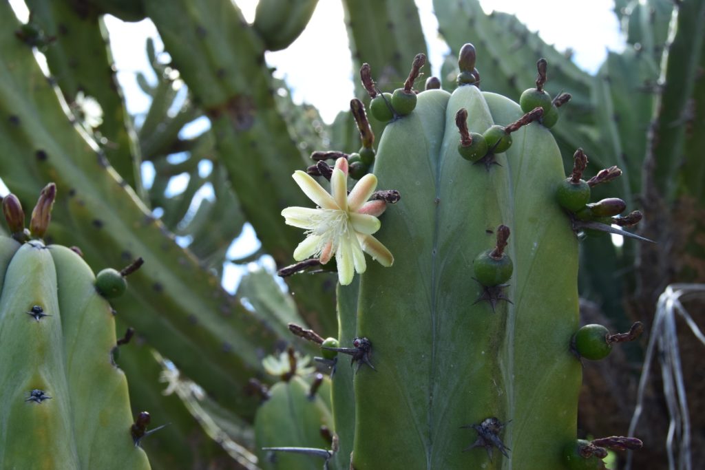 Top 12 Rare Fruits You've Never Heard Of, Garembullo fruit