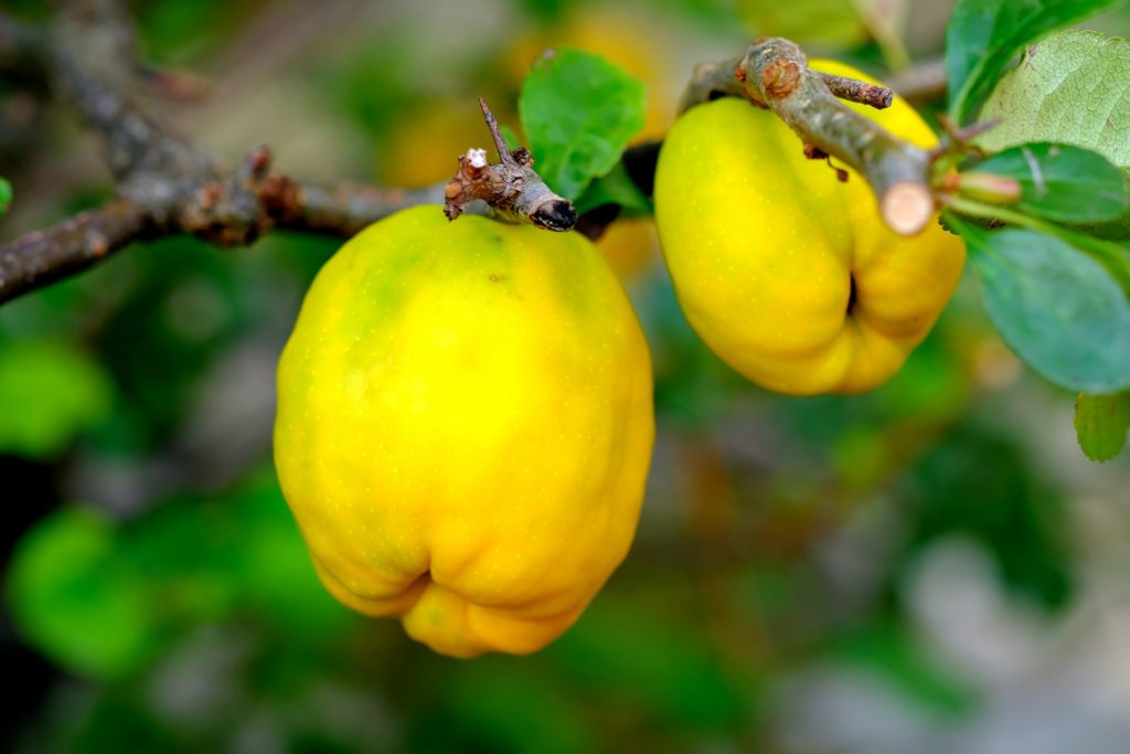 Top 12 Rare Fruits You've Never Heard Of
Quince