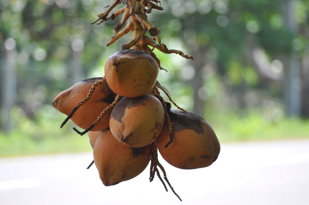 Top 12 Rare Fruits You've Never Heard Of
King cocnut