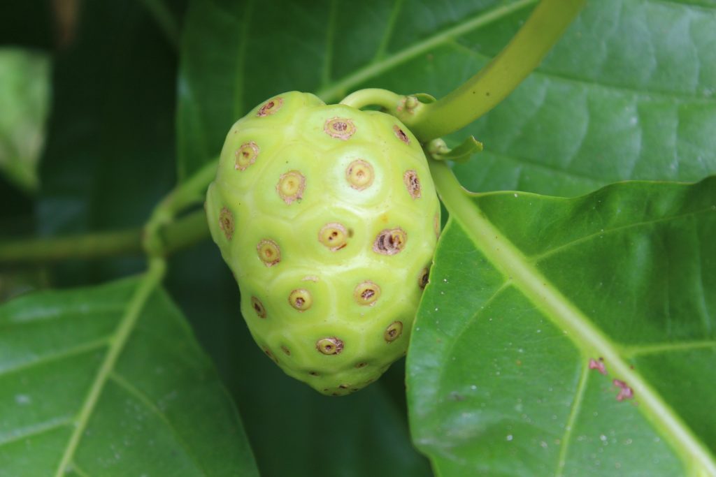 Top 12 Rare Fruits You've Never Heard Of, Noni fruit