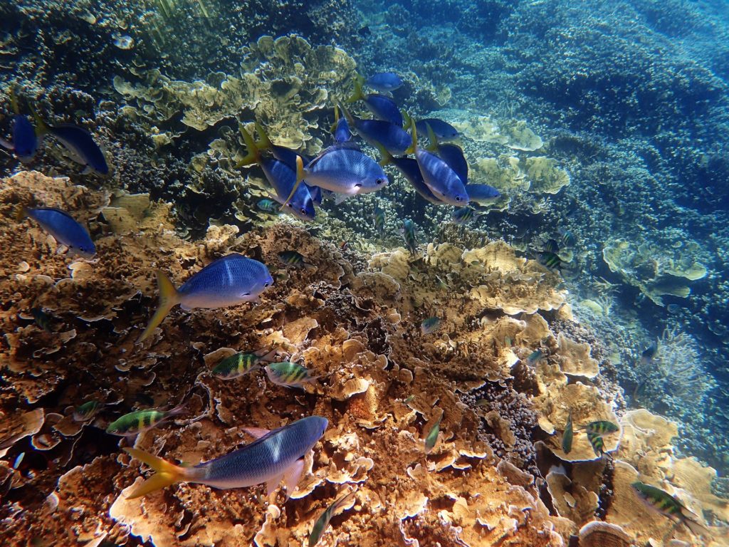 Australia's Great Barrier Reef 
10 Places You Must Visit Before They Disappear And Before You Die!
