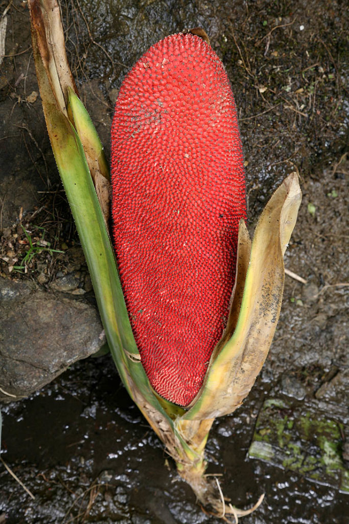 Pandanus Conoideus or red fruit 
Top 12 Rare Fruits You've Never Heard Of