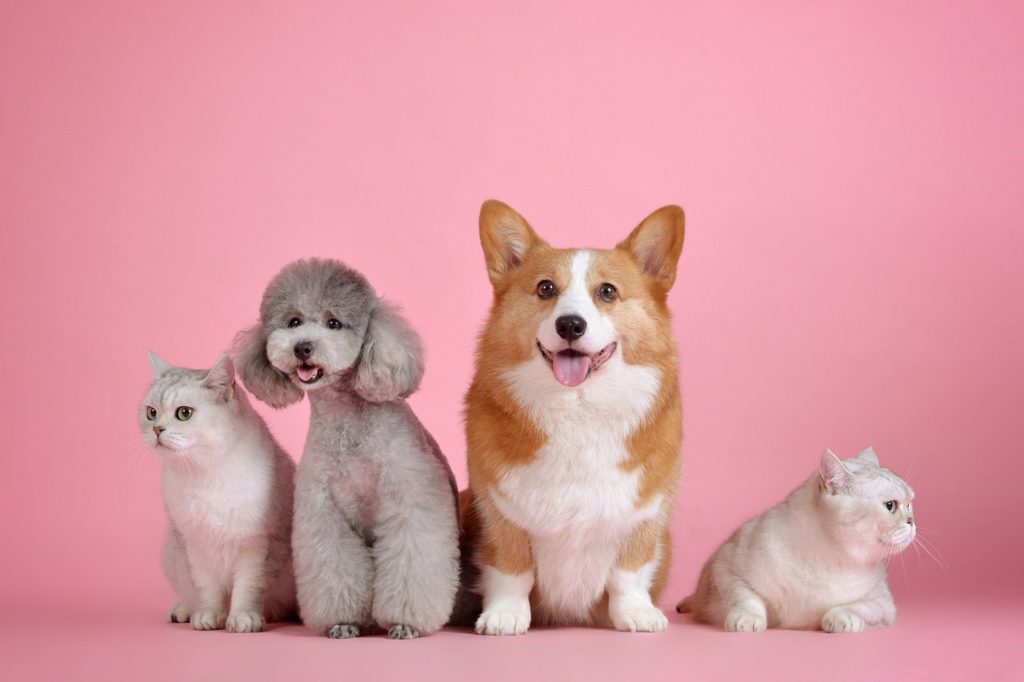 If You Don't Have Pet Insurance, Read This!
Pets insurance, dogs and cats, puppies and kitties