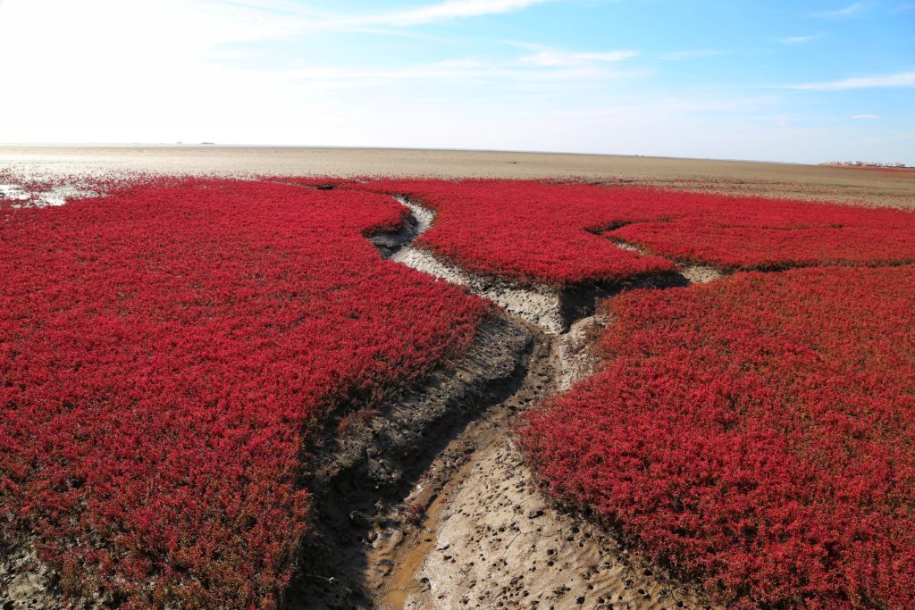 Red Beach -china-china-