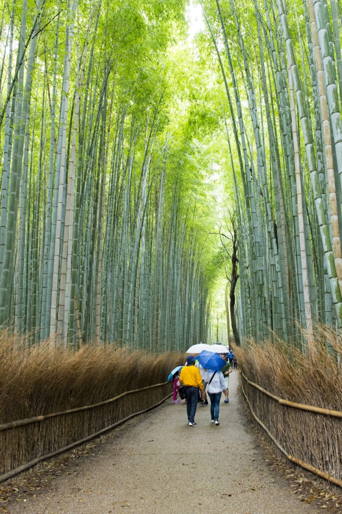 Sagano Bamboo Forest 