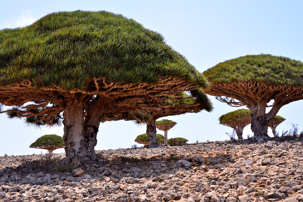 Socotra, 7 places you didn't know existed