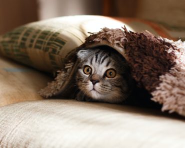 10 Things You Do That Your Cat Actually Hates