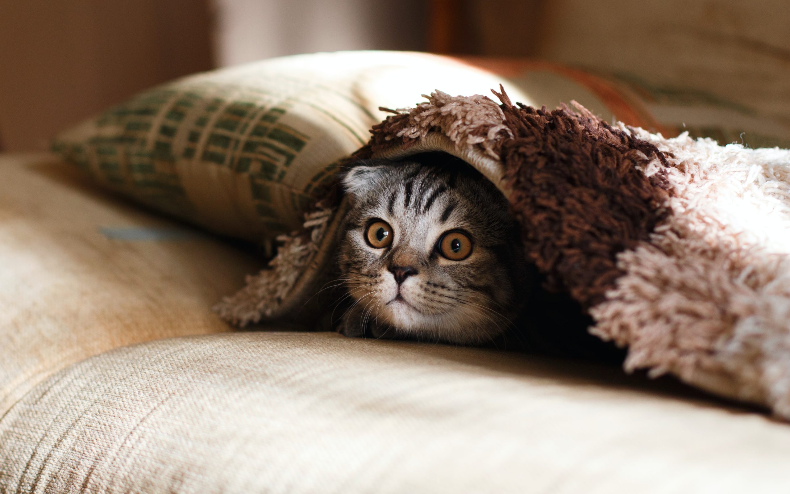 10 Things You Do That Your Cat Actually Hates