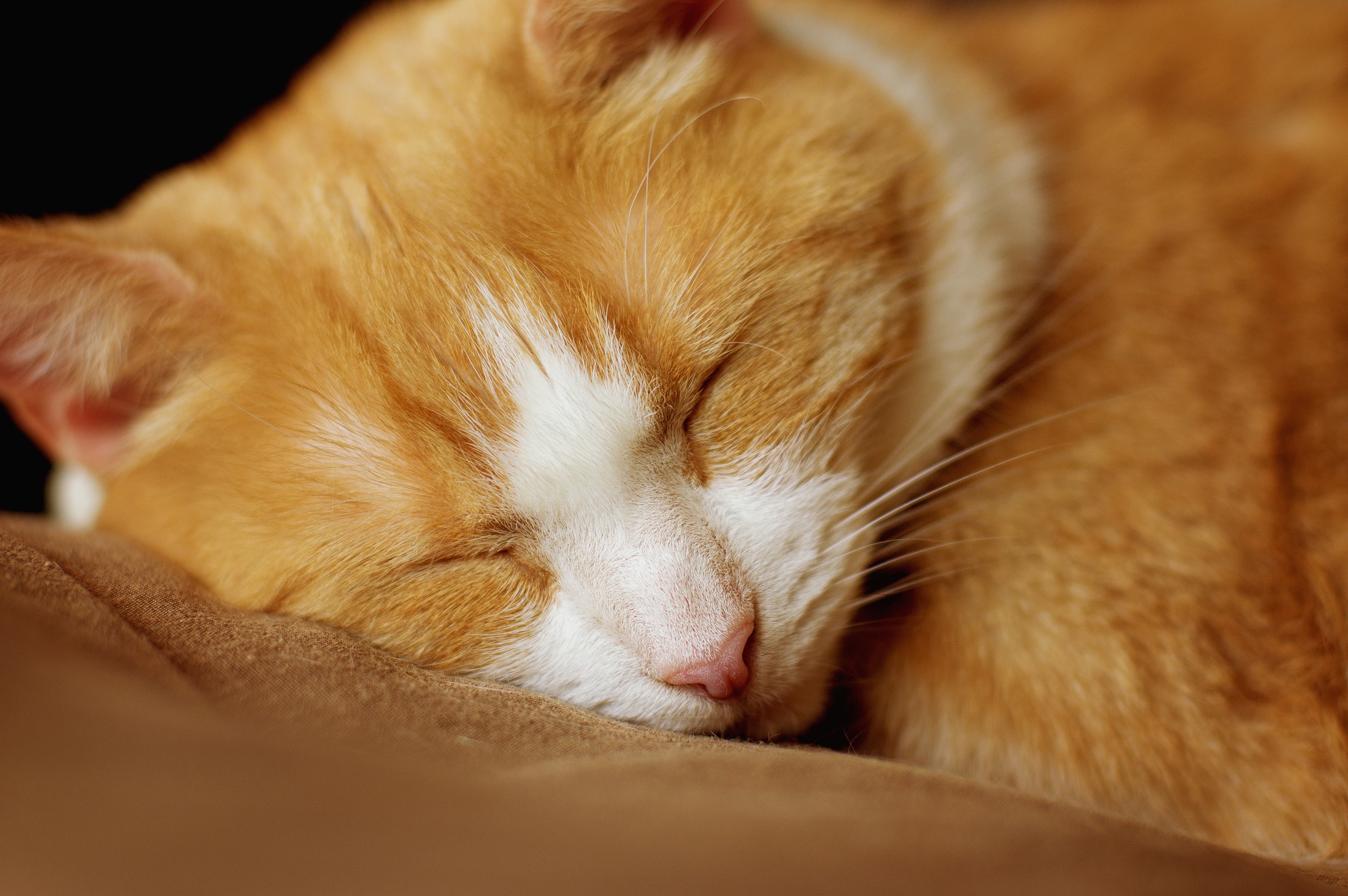 10 Things Cats Love the Most