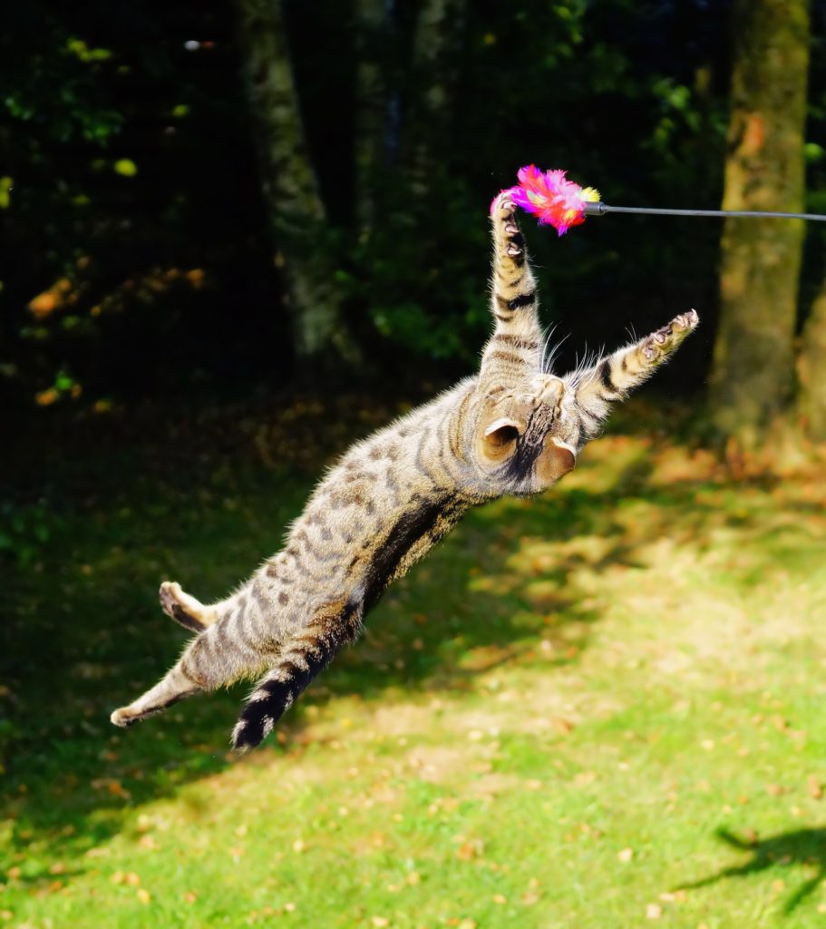 Did You Know About These 8 Weird Things Cats Do?