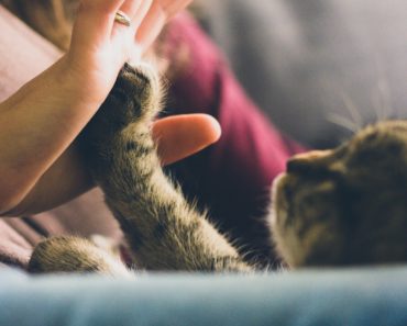 10 Things Cats Love the Most