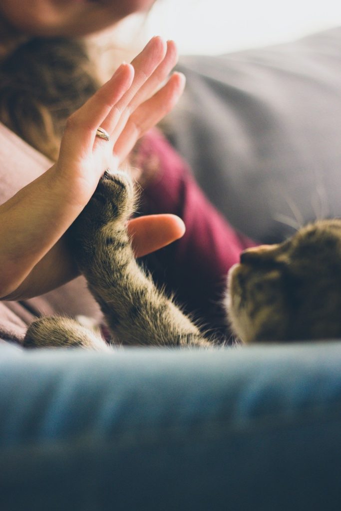 10 Things Cats Love the Most