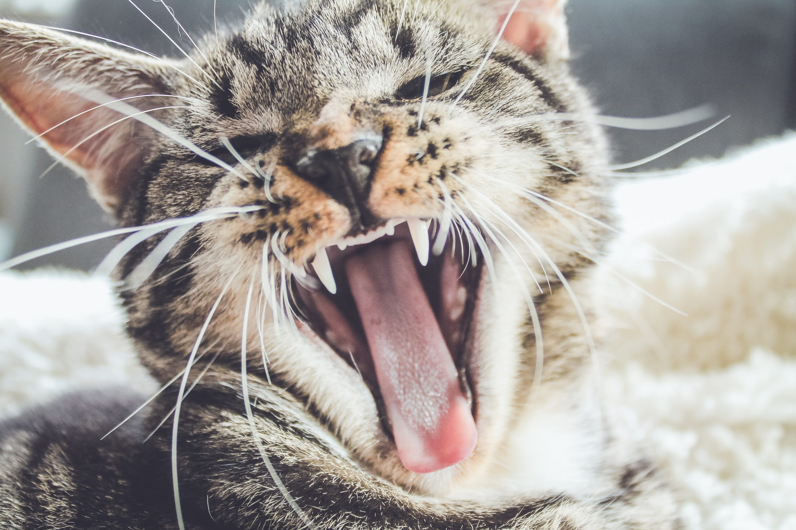 10 Things You Do That Your Cat Actually Hates