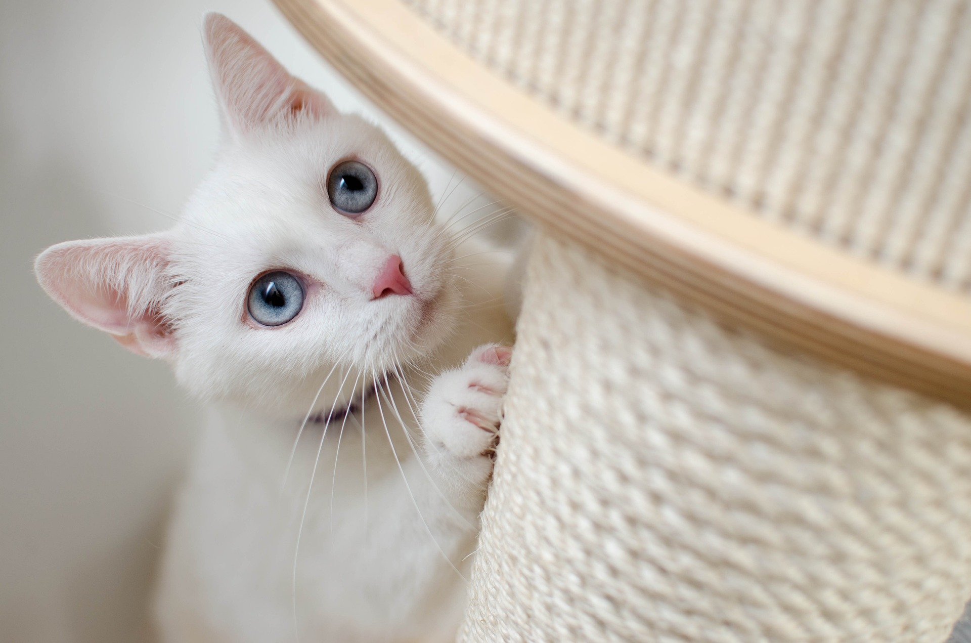 10 Things Cats Love the Most