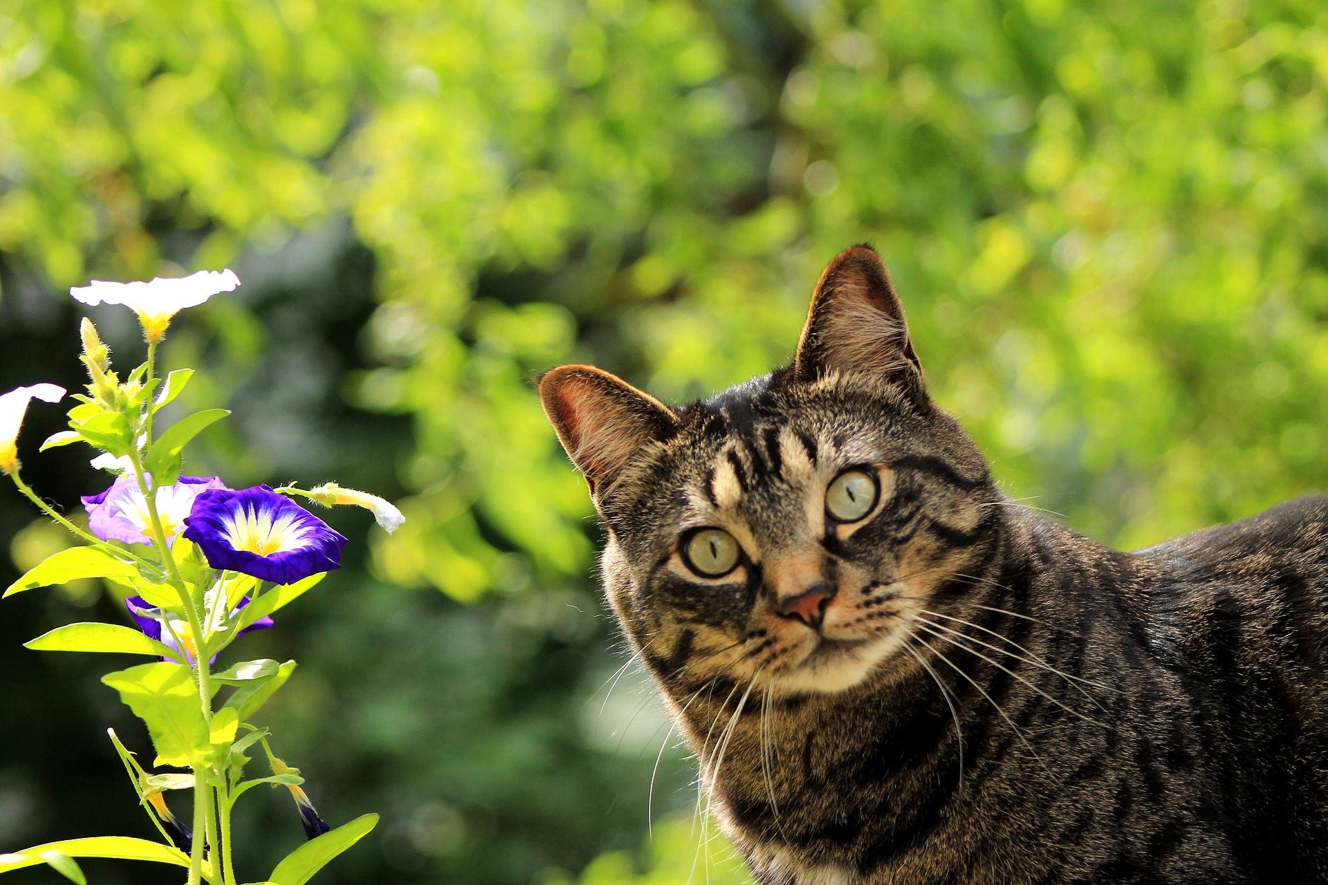 10 Things You Do That Your Cat Actually Hates