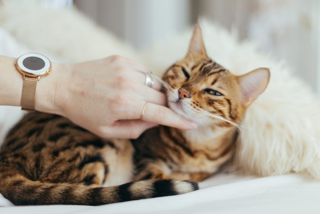 5 Mistakes cat owners make