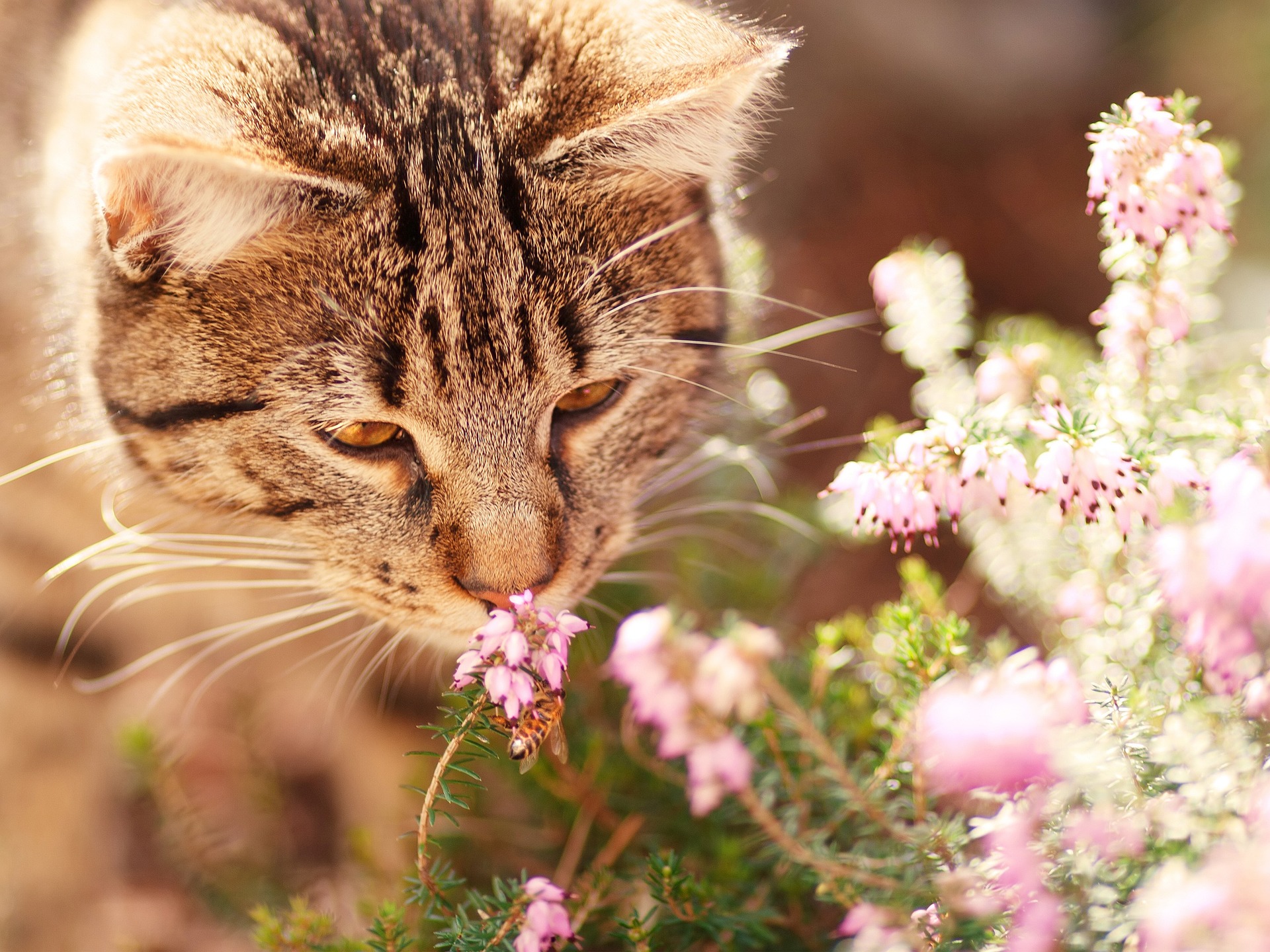 10 Things You Do That Your Cat Actually Hates