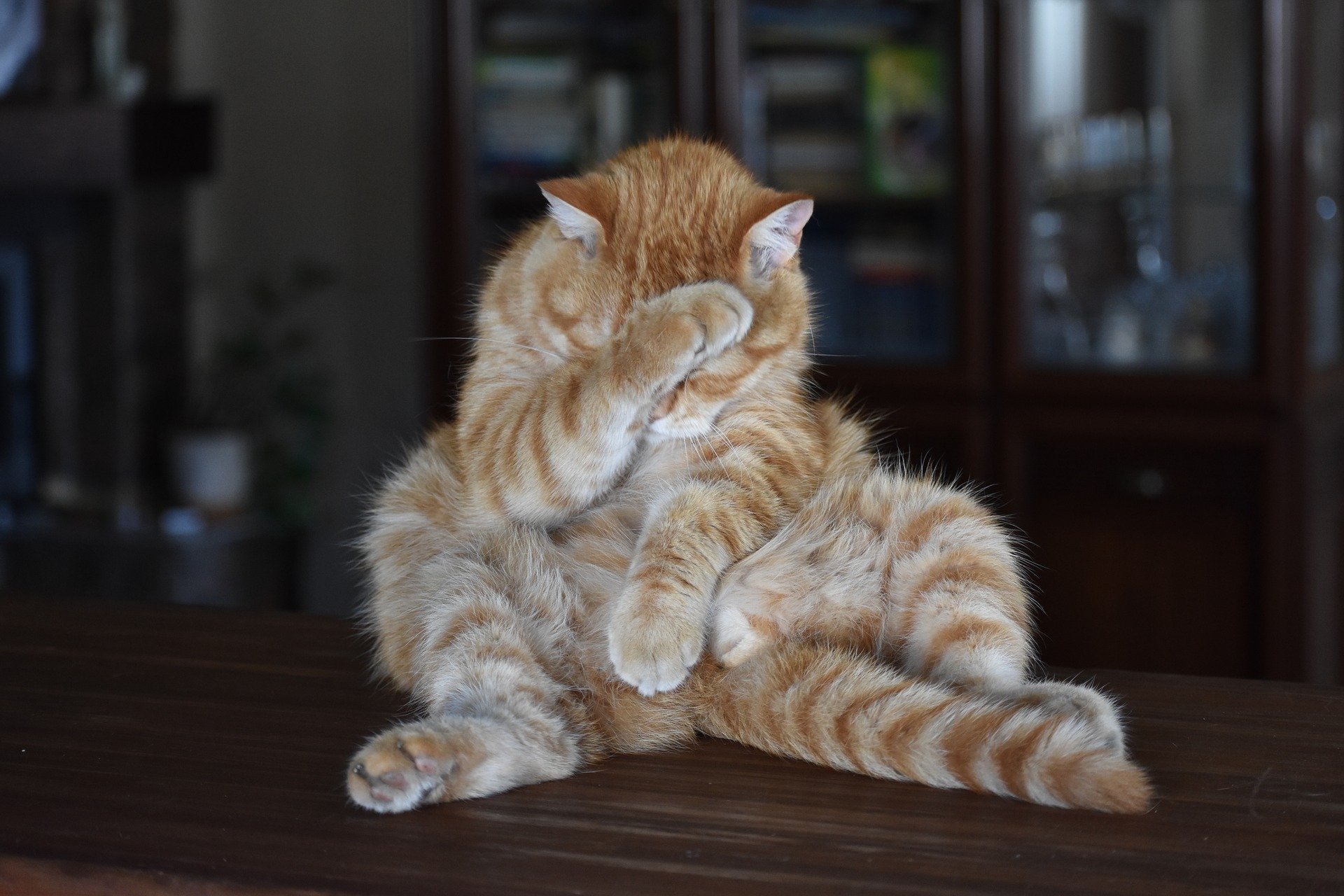 10 Things You Do That Your Cat Actually Hates